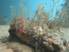 Seabed Classification