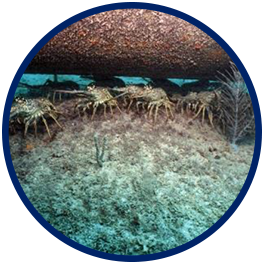 Submerged Utility Route Surveys
