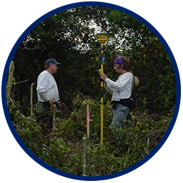 Wetland Surveys